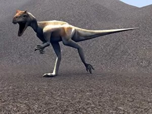 Images Dated 2nd December 2003: Allosaurus dinosaur