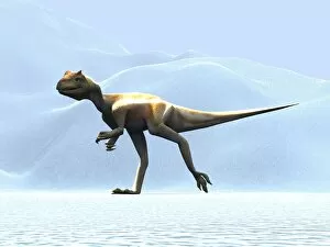 Images Dated 2nd December 2003: Allosaurus dinosaur