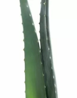Aloe vera leaves