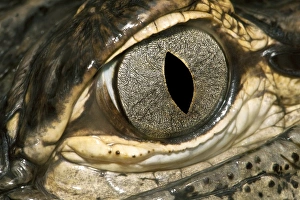 American alligator eye American alligator eye