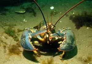 Images Dated 20th August 2002: American lobster