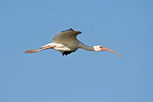 American white ibis American white ibis
