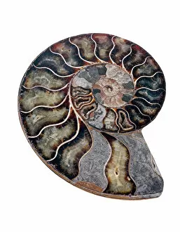 Ammonite Gallery: Ammonite