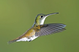 Andean emerald hummingbird Andean emerald hummingbird