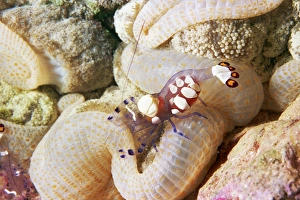 Anemone shrimp in its anemone Anemone shrimp in its anemone