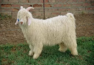South Africa Gallery: Angora goat