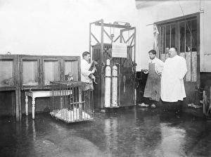 Animal euthanasia, early 20th century C016/4578 Animal euthanasia, early 20th century C016/4578
