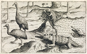 Animals of Java, 17th century C017/8052 Animals of Java, 17th century C017/8052