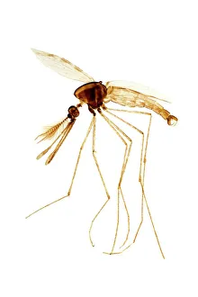 Light Microscope Gallery: Anopheles mosquito male, light micrograph