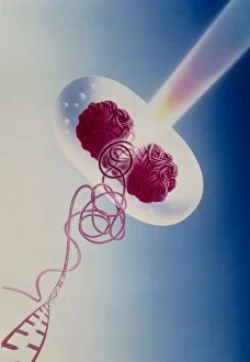 Images Dated 2nd June 1997: Antibiotic action on Escherichia coli