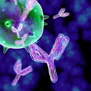Computer Artwork Gallery: Antibodies, artwork
