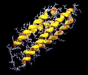 Images Dated 27th March 2003: ApoE protein
