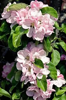 Images Dated 5th October 2009: Apple blossom (Malus Arthur Turner )