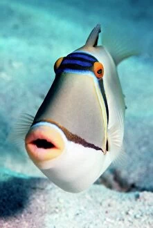 Images Dated 14th July 2009: Arabian Picasso triggerfish