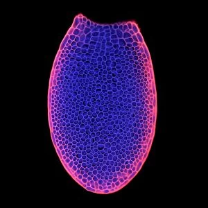 Confocal Gallery: Arabidopsis thaliana embryo, micrograph C014 / 4590