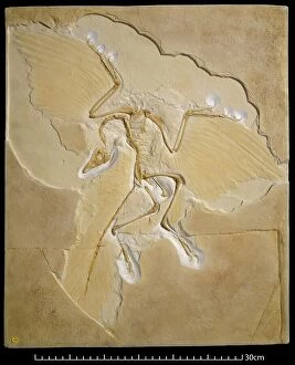 Reptile Collection: Archaeopteryx fossil, Berlin specimen C016 / 5071