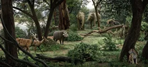 Ardipithecus ramidus landscape Ardipithecus ramidus landscape