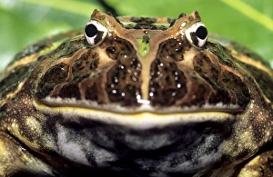 Argentinian horned frog Argentinian horned frog