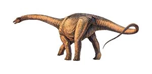Images Dated 23rd November 2005: Argentinosaurus dinosaur