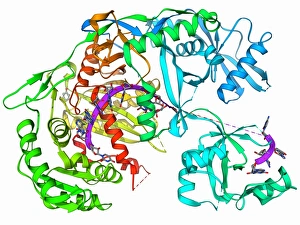 Biochemistry Gallery: Argonaute protein and microRNA F006 / 9752