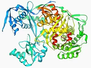 Biochemistry Gallery: Argonaute protein molecule F006 / 9526