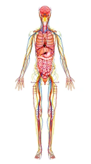 Arm nerve regions, artwork Arm nerve regions, artwork
