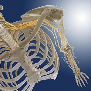 Scapula Gallery: Arm nerves, artwork