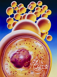 Art of colony of Staphylococcus bacteria Art of colony of Staphylococcus bacteria