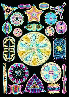 Scientific Posters: Art of Diatom algae (from Ernst Haeckel)