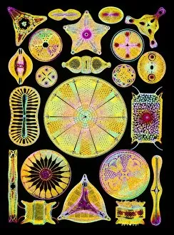 Images Dated 28th June 1996: Art of diatom algae (from Ernst Haeckel)