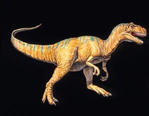 Images Dated 5th September 2002: Artwork of an Allosaurus dinosaur, Allosaurus sp