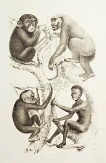 Anthropogeny Gallery: Artwork of four apes, 1874