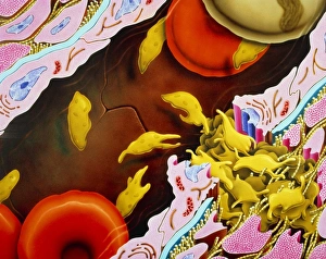 Artwork of blood platelets repairing capillary Artwork of blood platelets repairing capillary