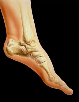 Images Dated 1st November 2004: Artwork of bones in human ankle joint & foot