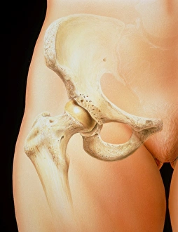 Artwork of bones in the human female pelvis Artwork of bones in the human female pelvis