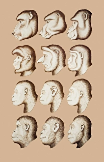 Artwork of twelve catarrhines, 1870 Artwork of twelve catarrhines, 1870