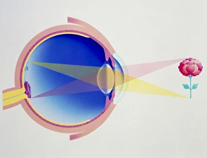 Artwork of eye in section demonstrating vision Artwork of eye in section demonstrating vision