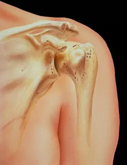 Artwork featuring bones of human shoulder joint