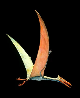 Artwork of the pterosaur, Pteranodon sp