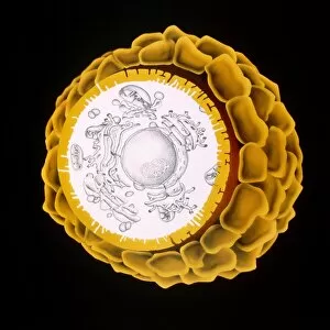 Artwork of a human egg cell