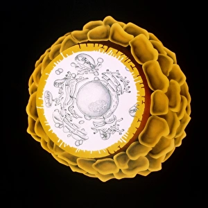 Artwork of a human egg cell Artwork of a human egg cell