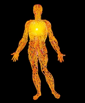 Artwork of the human venous system (from Vesalius) Artwork of the human venous system (from Vesalius)