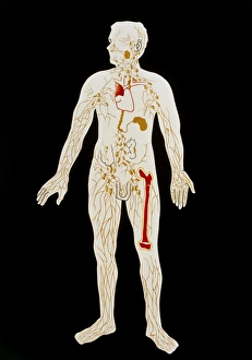 Artwork illustrating human lymphatic sytem Artwork illustrating human lymphatic sytem