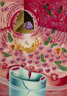 Artwork of insulin secretion in endocrine pancreas Artwork of insulin secretion in endocrine pancreas