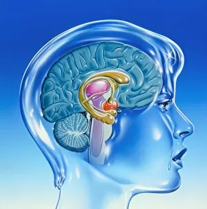 Images Dated 16th August 2002: Artwork of the limbic system of the human brain
