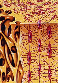 Images Dated 1995: Human Bone Microstructure Print