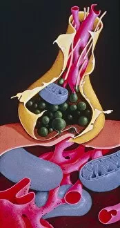 Images Dated 29th September 1995: Artwork of a nerve synapse