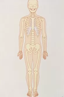 Images Dated 16th April 2003: Artwork of a normal human skeleton