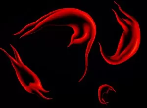 Images Dated 6th January 2003: Artwork of red cells in sickle cell disease