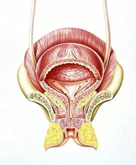 Artwork of section through the female bladder